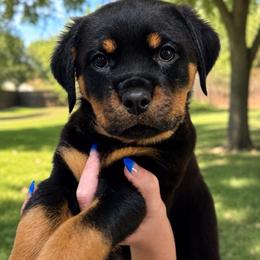 Pink - Black and mahogany female Rottweiler puppy in Lindale, Texas from Von MK Rottweilers