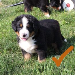 Boy 3 - Black rust and white male Bernese Mountain Dog puppy in Walnut Creek, Ohio from Emerald Acres Bernese