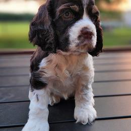 Cocker Spaniels from Southern Country Cockers