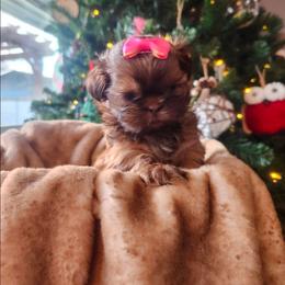 Pink - Liver female Shih Tzu puppy in Jenks, Oklahoma from Northstar Shih Tzu