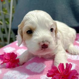 Cockapoo and Pomeranian Puppies from Luna Kennel