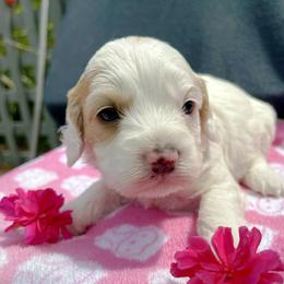 Cockapoo and Pomeranian Puppies from Luna Kennel