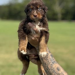 Brown collar - Red tri-color male Australian Shepherd puppy in Greenville, Texas from Huneycutt Wiggles