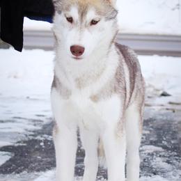 Siberian Husky Puppies from Tevana Siberians LLC