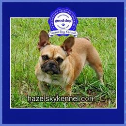Mycah - French Bulldog