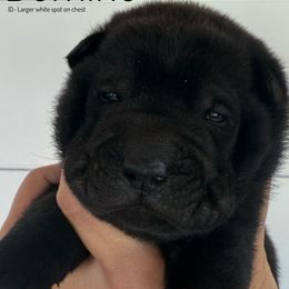 Domino - Black male Chinese Shar-Pei puppy in Chipley, Florida from HapPei House of Wrinkles