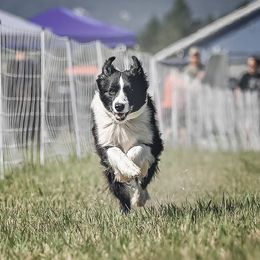 Luna - Border Collie
