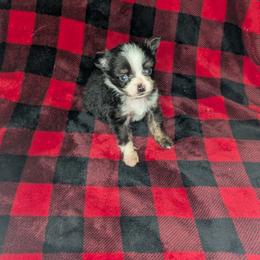 Hyacinth - Black tri female Toy Australian Shepherd puppy in Lakeland, Florida from Under the Oak Aussies