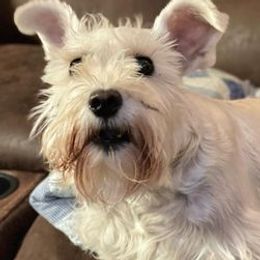 Miniature Schnauzers from Sugar Hill Schnauzer LLC