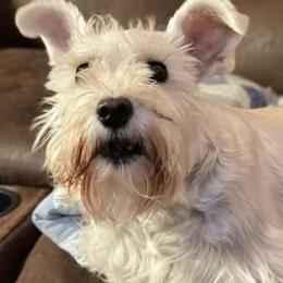 Miniature Schnauzers from Sugar Hill Schnauzer LLC