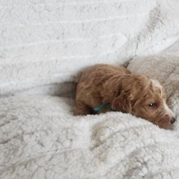 Green (boy) - Red  male Goldendoodle puppy in Cumming, Georgia from Chattahoochee Kennels