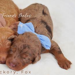 Fox - Merle male Goldendoodle puppy in Norcross, Georgia from Teddy Puppies