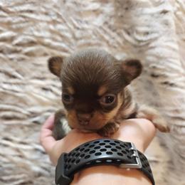 Clarice's chocolate, tan - Chocolate and tan female Chihuahua puppy in Richmond, Virginia from Breens