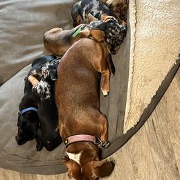 Dachshund Puppies from Witchy Woman’s Wiener’s