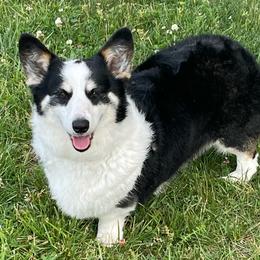 Dottie - Black and tan female Pembroke Welsh Corgi puppy in Mount Carmel, Tennessee from Hidden View Farm