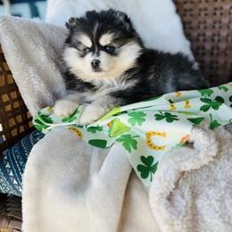 Girl 2 - Black and white female Pomsky puppy in Yavapai County, Arizona from Pawsh Pomskies