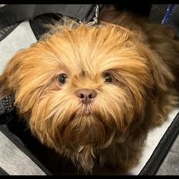 Adriel - Shih Tzu