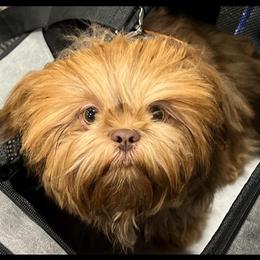 Adriel - Shih Tzu