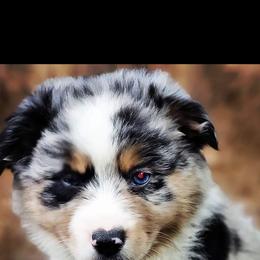 Miniature Australian Shepherd and Shetland Sheepdog Puppies from Southpaw Herders