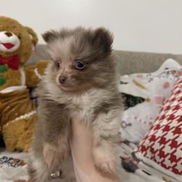 Cedar - Lavender Merle - Chocolate merle male Pomeranian puppy in Lanett, Alabama from H.P.P