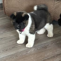 Lil Jill - Black, silver undercoat Akita puppy in Kamiah, Idaho from DeZaVu Akitas