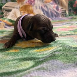 Gia - Seal female Italian Greyhound puppy in Lancaster, Missouri from White Stone Ranch