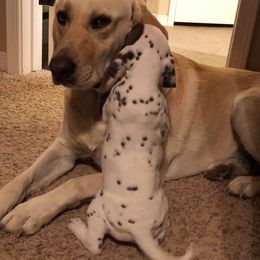 Dalmatian and Labrador Retriever Puppies from ECMO Farm Dalmatians & ECMO Farm Fox Red Labs