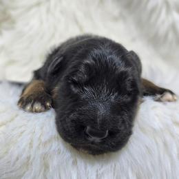 Baja Blast (Teal Collar) - Black and red male German Shepherd puppy in Gig Harbor, Washington from Crescent Lake Shepherds