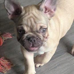 Molly - Fawn female French Bulldog puppy in Hollow Rock, Tennessee from Cedarhills