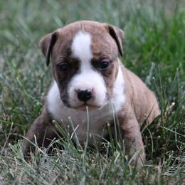 Astro - Red brindle male American Staffordshire Terrier puppy in Guilford County, North Carolina from Explicit Kennel
