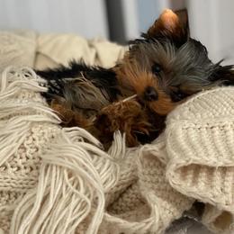 Yorkshire Terrier Puppies from Chikito's Yorkies