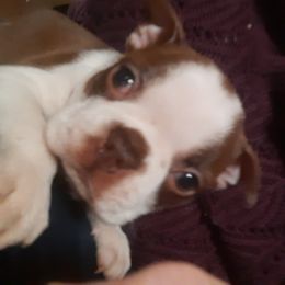 Boston Terrier Puppies from NanzBostz