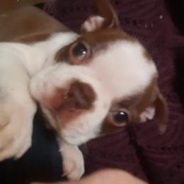 Boston Terrier Puppies from NanzBostz