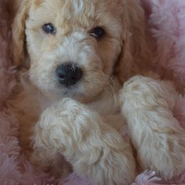 Goldendoodle and Golden Retriever Puppies from Magical Goldens