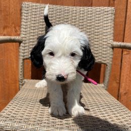Sheepadoodle Puppies from Sunflower Family Farms