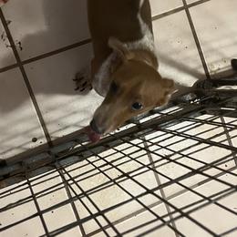 Toby - Dachshund