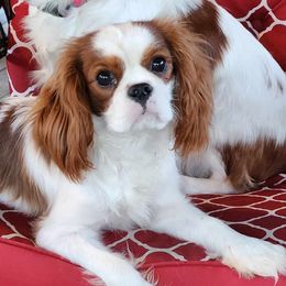 CADAR - Cavalier King Charles Spaniel