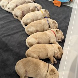 Male - Golden male Golden Retriever puppy in Satellite Beach, Florida from Barrier Island Goldens