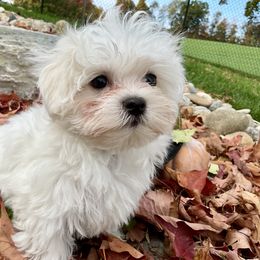Solo - White male Maltese puppy in Howard City, Michigan from Petite Joie Puppies