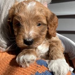 Wyatt Earp - Apricot male Goldendoodle puppy in Idaho Springs, Colorado from Coppers Mountain Goldendoodles