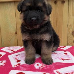 Juniper - Black and red male German Shepherd puppy in Middlesex, North Carolina from Ace of Hearts K9’s