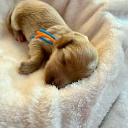 Sparky - Red  male Goldendoodle puppy in Boise, Idaho from Goldendoodle Baby