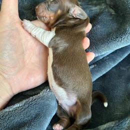 Cowboy - Chocolate male Dachshund puppy in Bruceton, Tennessee from Dachshund Dreams (miniature)