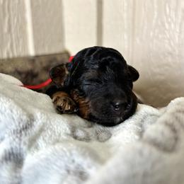 Poodle puppies from Horseshoe Drive Kennel