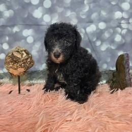 Dusk - Black male Poodle puppy in Neosho, Missouri from Star Light Pups