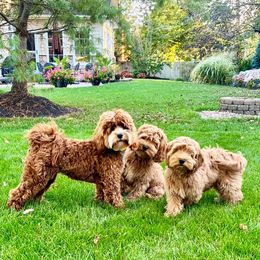 Cockapoo Puppies from Lulu's Cockapoos