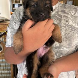 No Collar - Black and red male German Shepherd puppy in Puyallup, Washington from Majestic Royal German Shepherd’s