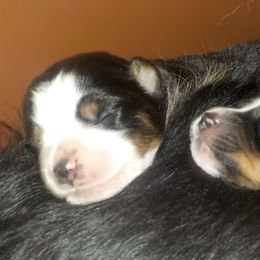 Toy Australian Shepherd Puppies from Jackie lutz