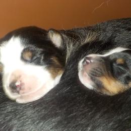 Toy Australian Shepherd Puppies from Jackie lutz