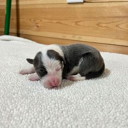 Marty - Blue male Border Collie puppy in Chattanooga, Tennessee from Ross Vegas Kennels